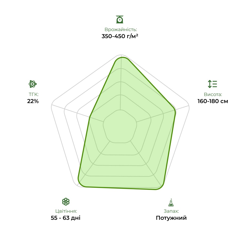 Інфографіка та характеристика сорту насіння коноплі BIG-BANG 33stakana