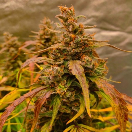 Jack 47 F1 Fast Version