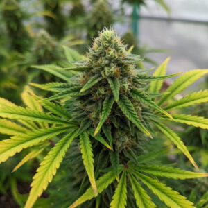 Jack 47 F1 Fast Version, Sweet Seeds