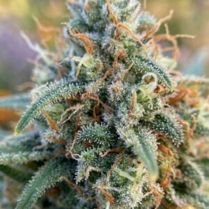 Jack Herer, Green House