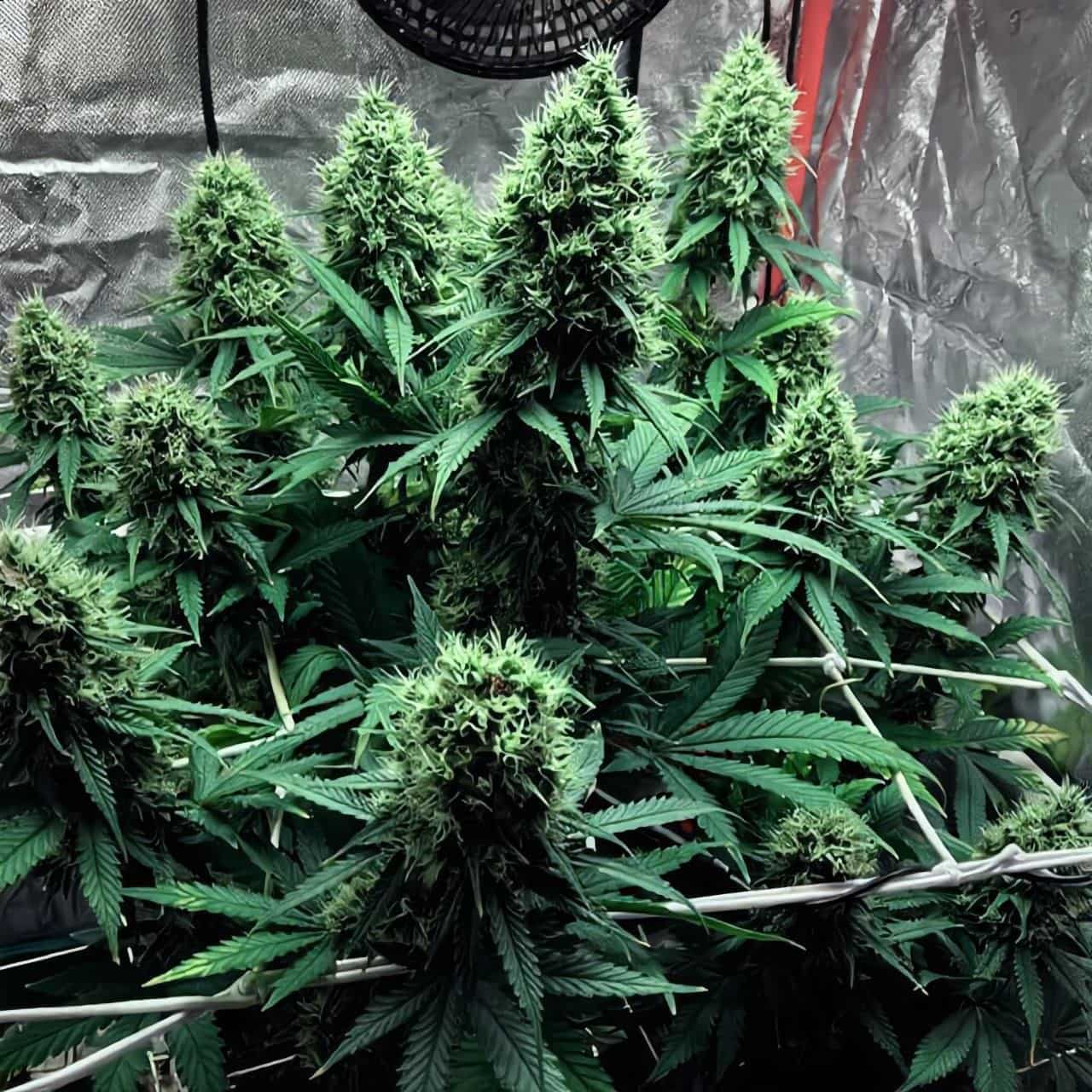 Jack Herer 33stakana