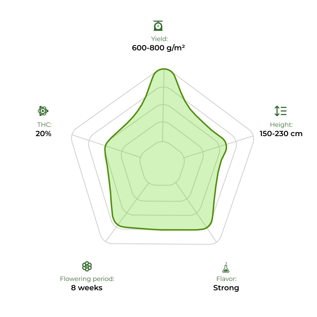 Jack Herer technology radar 33stakana
