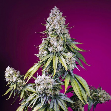 buy Jealousy Z XL Auto