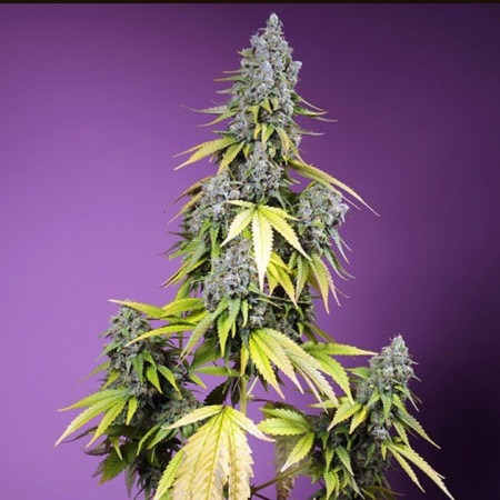 Jet Fuel Mandarine XL Auto photo