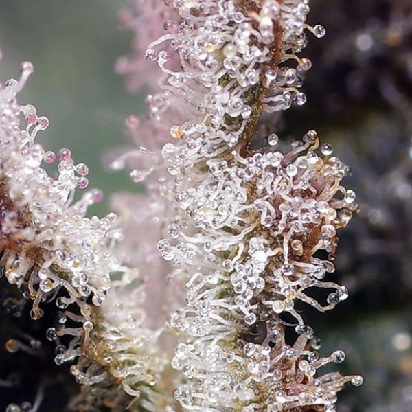 cannabis Jet Fuel Mandarine XL Auto