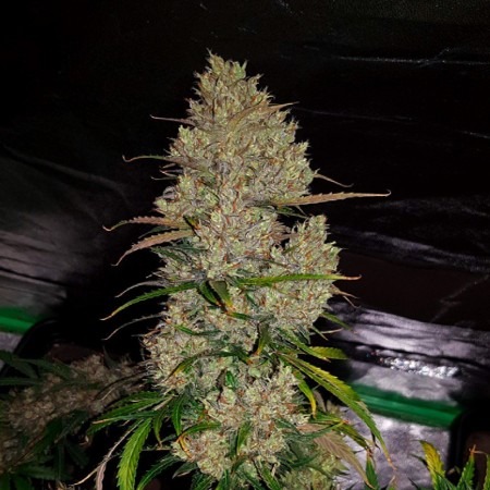 Кабул купити