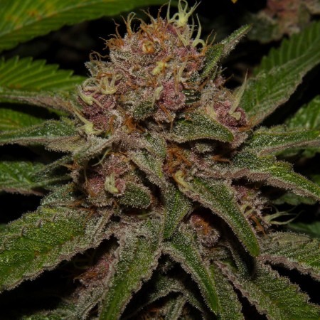 Kabul x Purple photo