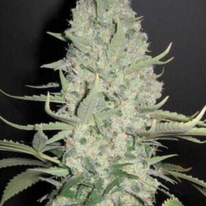 Auto Kali Mist Fem