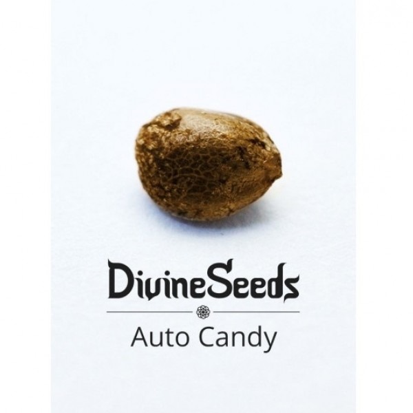 Auto Candy Divine Seeds