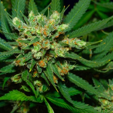 Кіллер Куш Ф1 Фаст Вершин