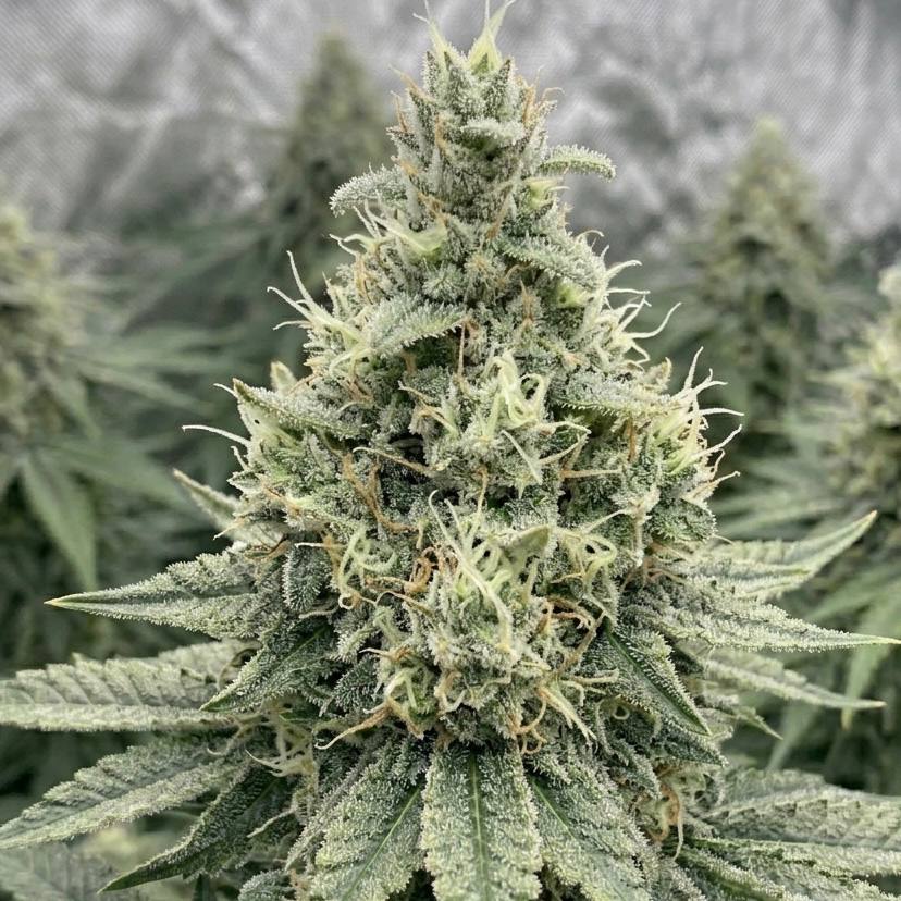 Killer Kush Fast