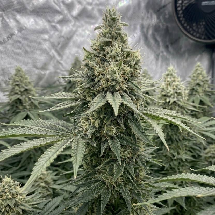 Killer Kush F1 Fast Version (Sweet Seeds), 33 Stakana