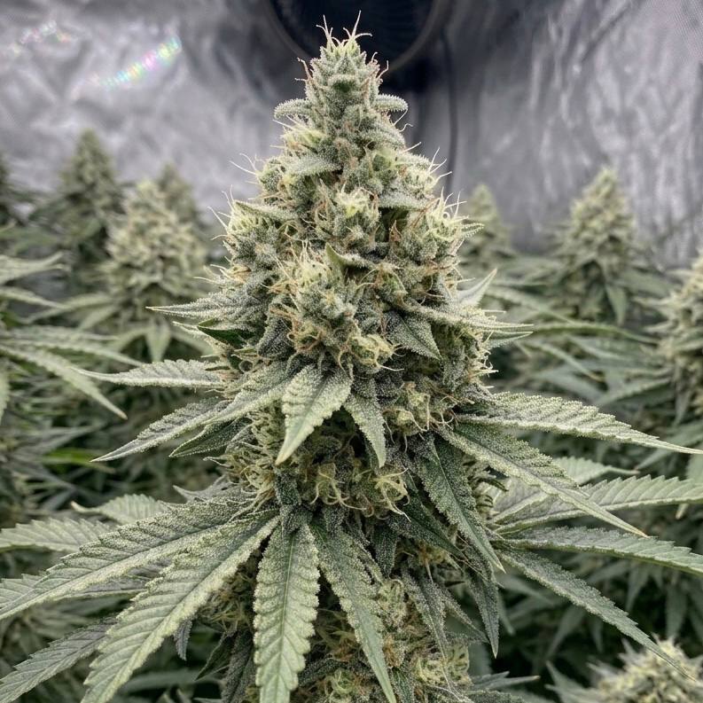 Killer Kush F1 Fast Version (Sweet Seeds(