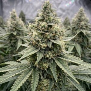 Killer Kush F1 Fast Version 33Stakana
