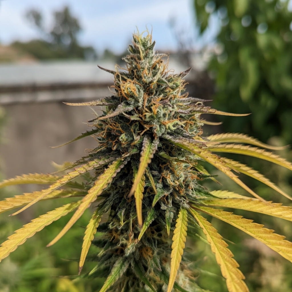 Kosher Cake Auto (Fast Buds) 33 Stakana