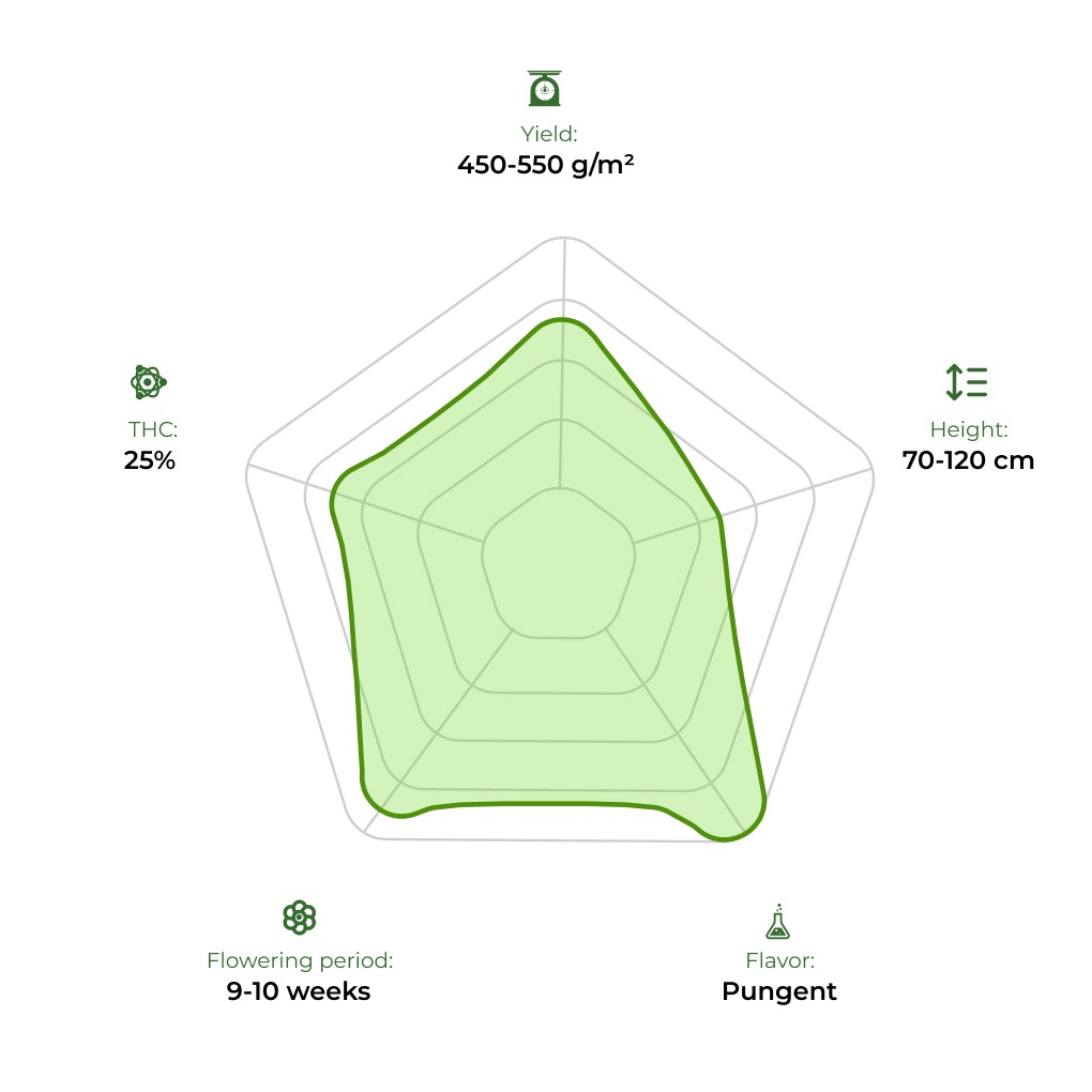 Kosher Cake Auto technology radar 33 stakana