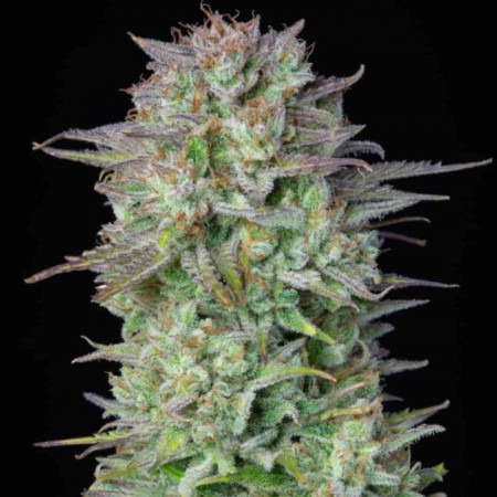 buy Kosher Cake Auto