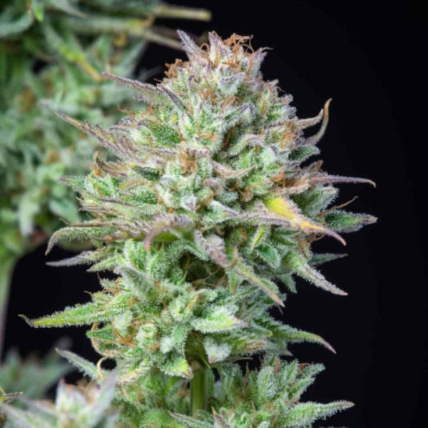 Кошер Кейк Авто купити