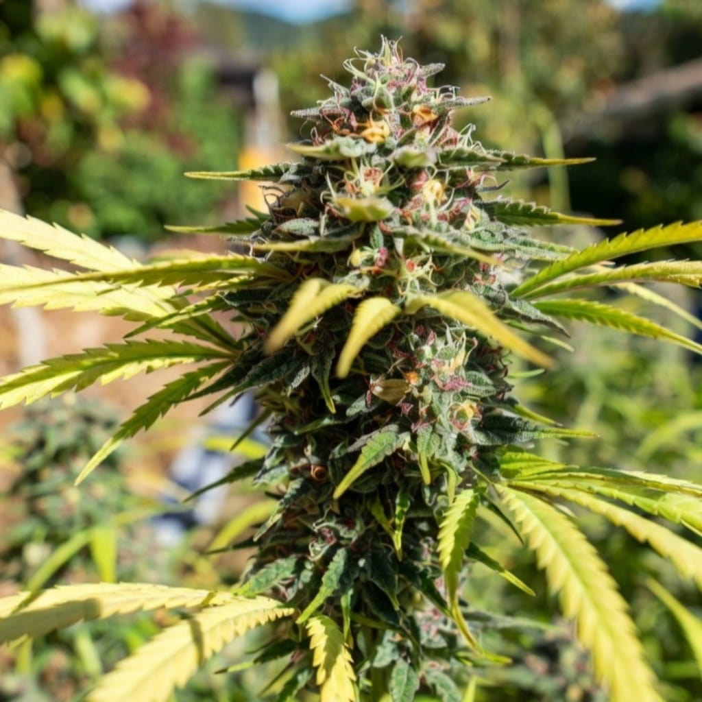 Lemon Skunk (Green House Seeds)