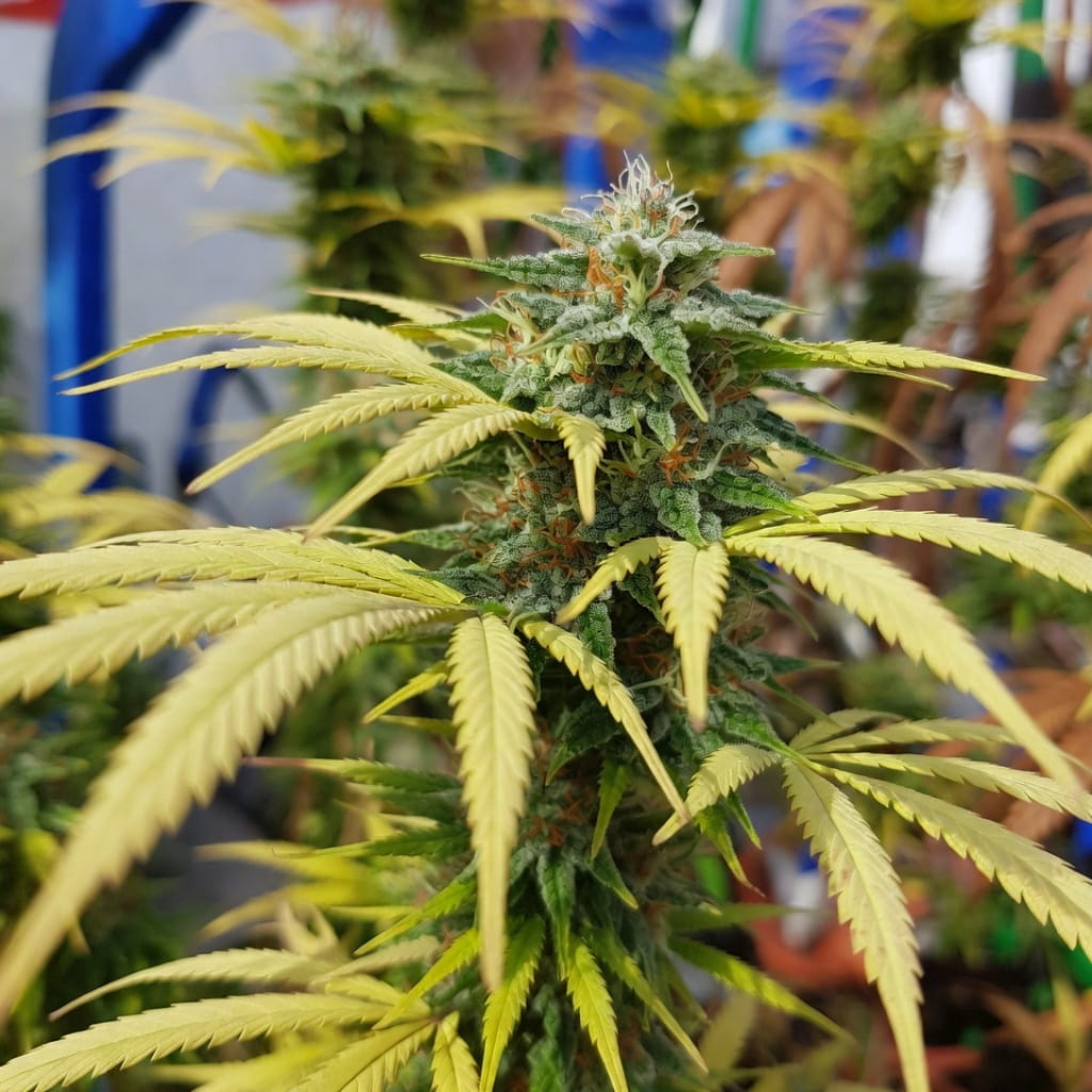 Lemon Skunk, Green House