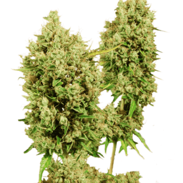 сорт марихуаны LSD