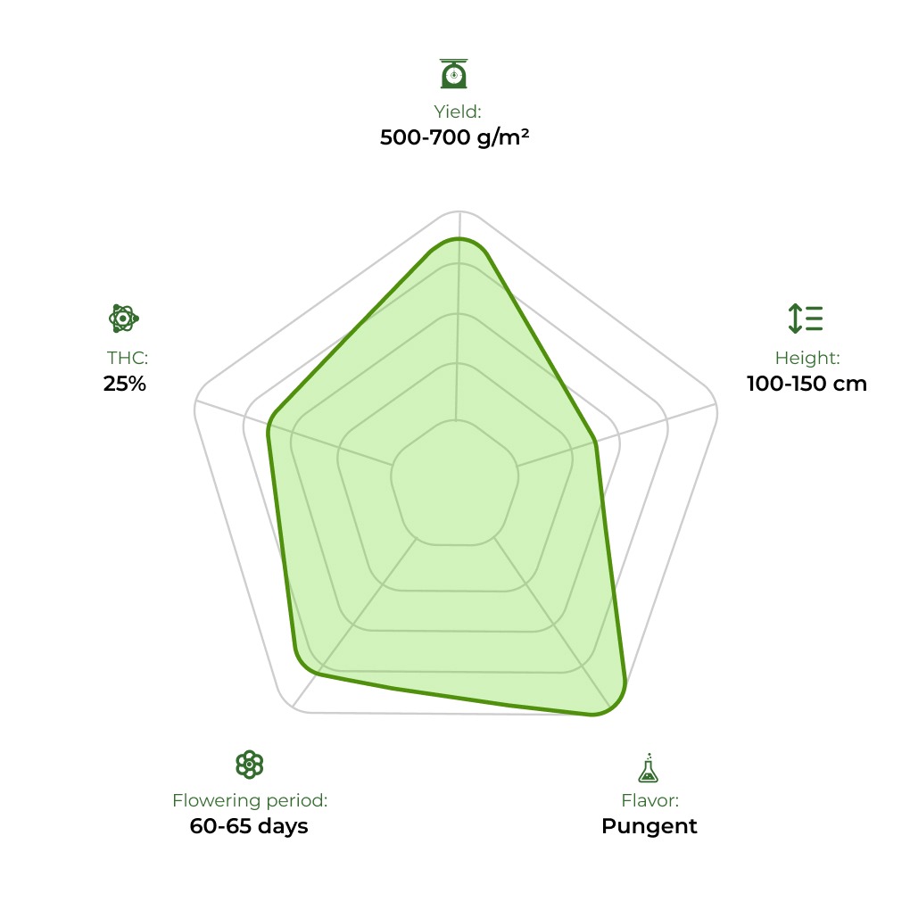 LSD technology radar 33stakana