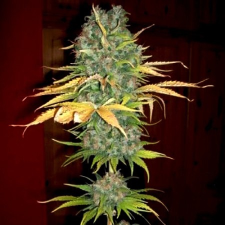 Maple Leaf Indica photo