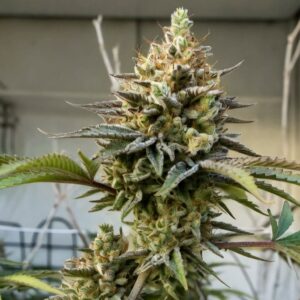 Maple Leaf Indica fem