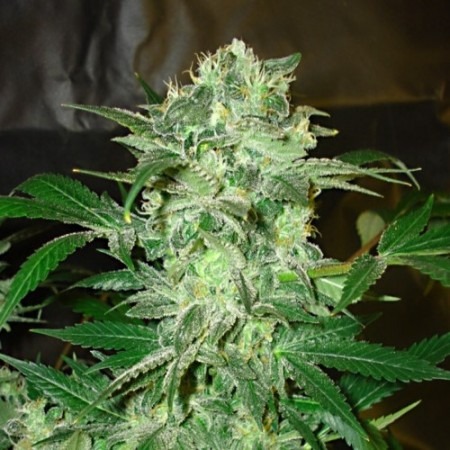 Мазар купить