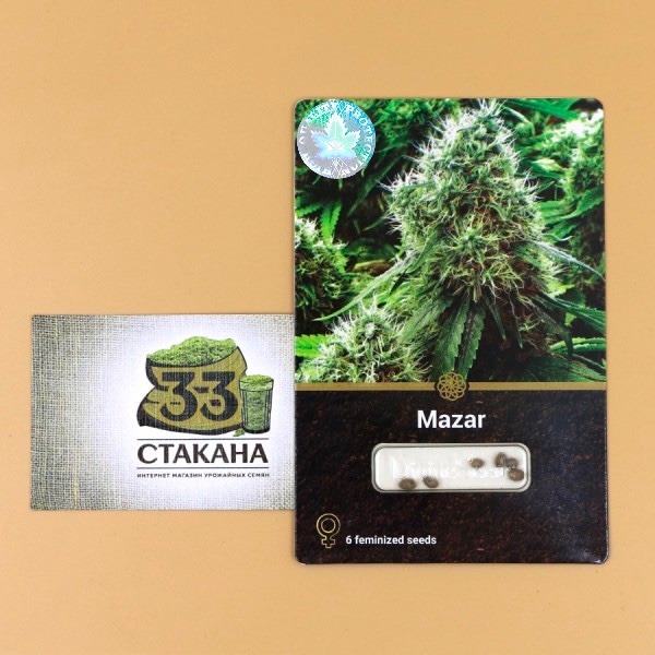 Mazar Indica