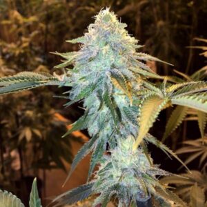 Auto Magnum