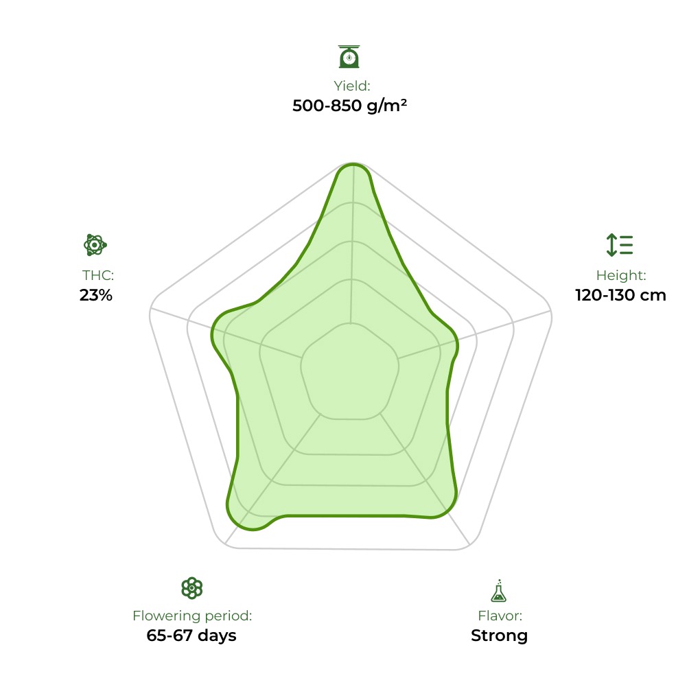 Northern Lights technology radar 33stakana