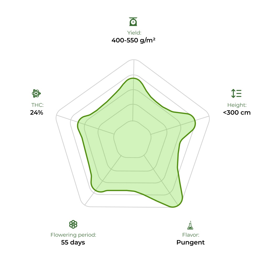 OG Kush technology radar 33stakana