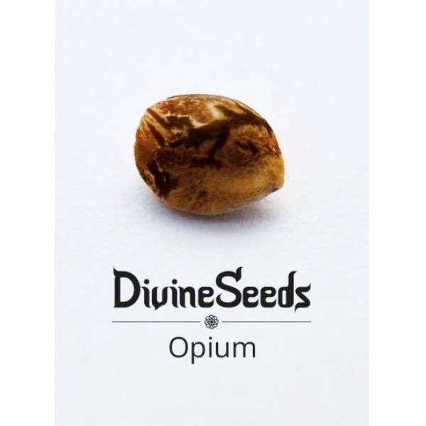 Opium Feminised від Divine Seeds