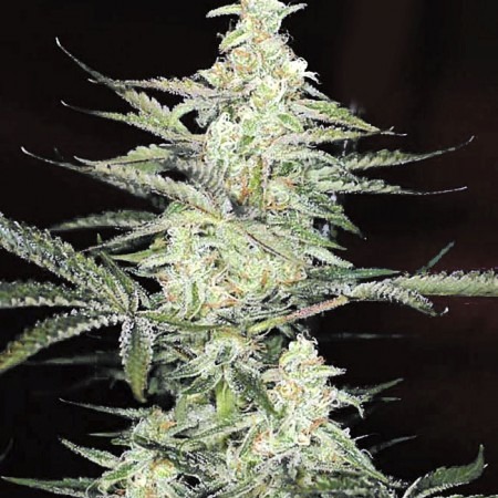 Opium Feminised купить