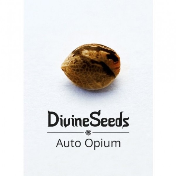 Auto Opium от Divine Seeds