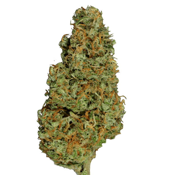 Opium Feminised photo