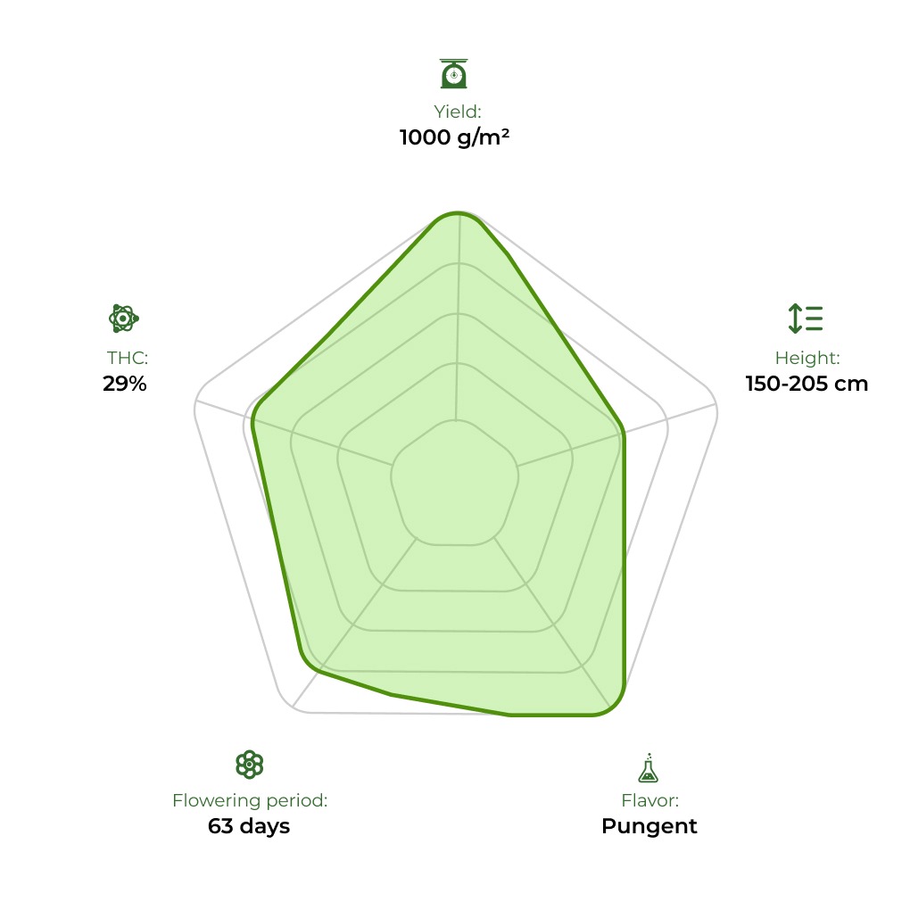 Opium Feminised technology radar 33stakana
