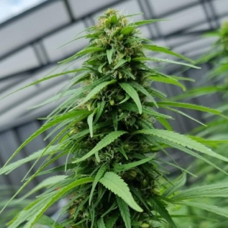 Opium & Pablo Escobar photo