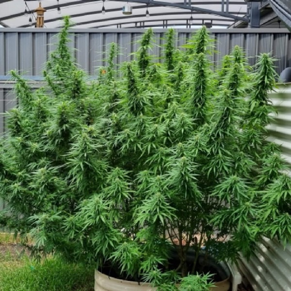 Опиум & Пабло Эскобар купить