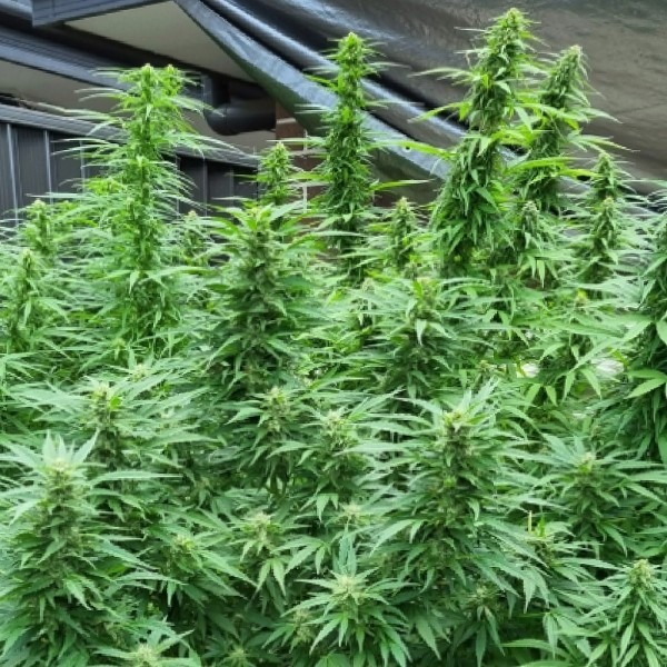 Опиум & Пабло Эскобар фото