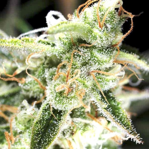 Opium Feminised cannabis