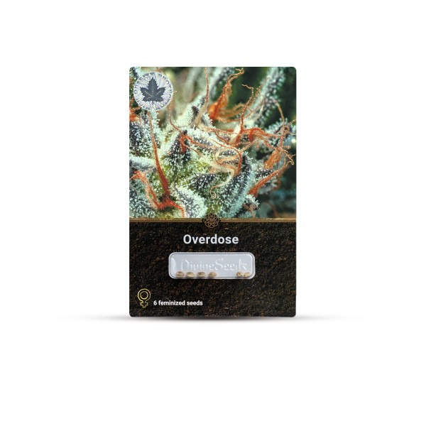 Overdose cannabis