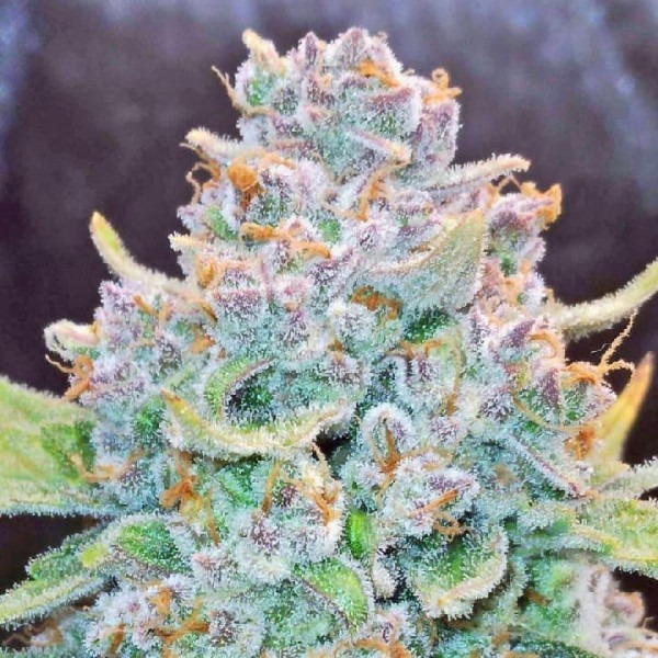 Papaya Cookies Auto photo