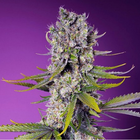 buy Papaya Zoap F1 Fast Version