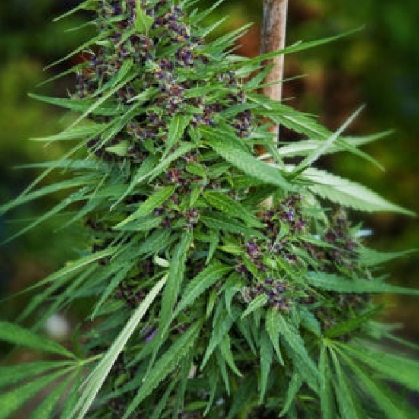 сорт семян конопли Purple Paro Valley