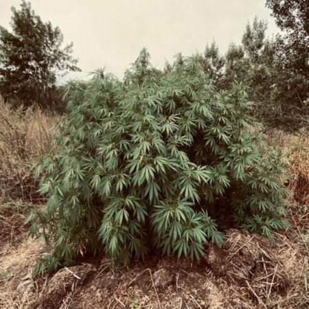 Pablo Escobar купити