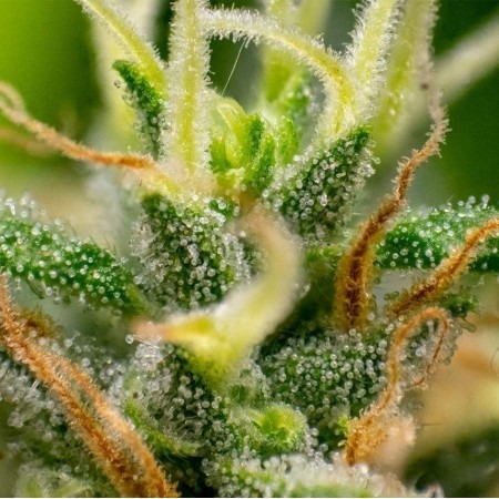 Авто Пабло Ескобар купити