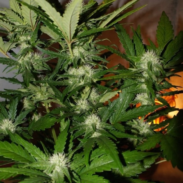 Pineapple Express Spain photo