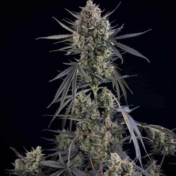 Pound Cake Auto від Fast Buds фото